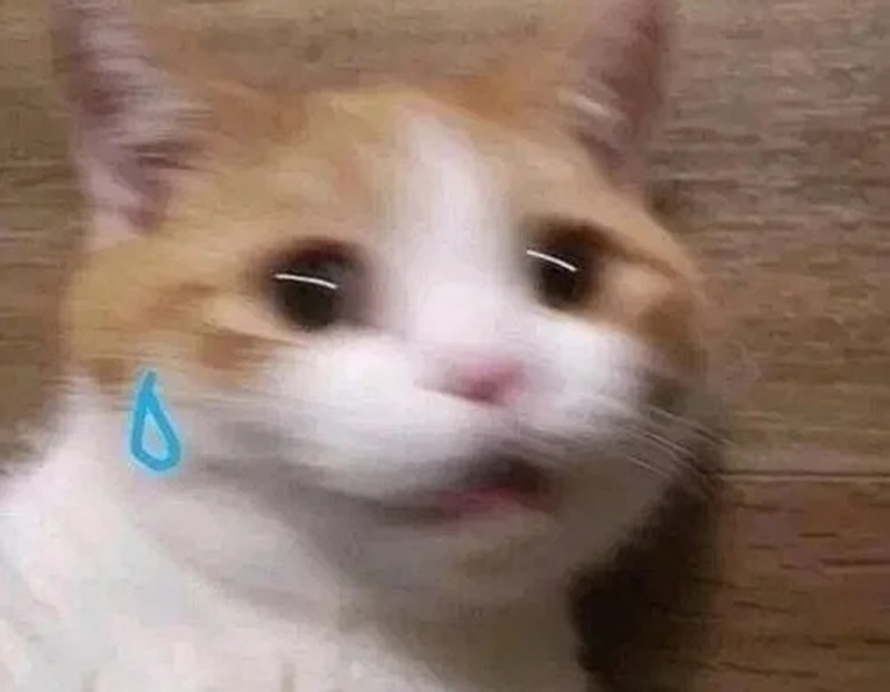 meme sợ hãi 9
