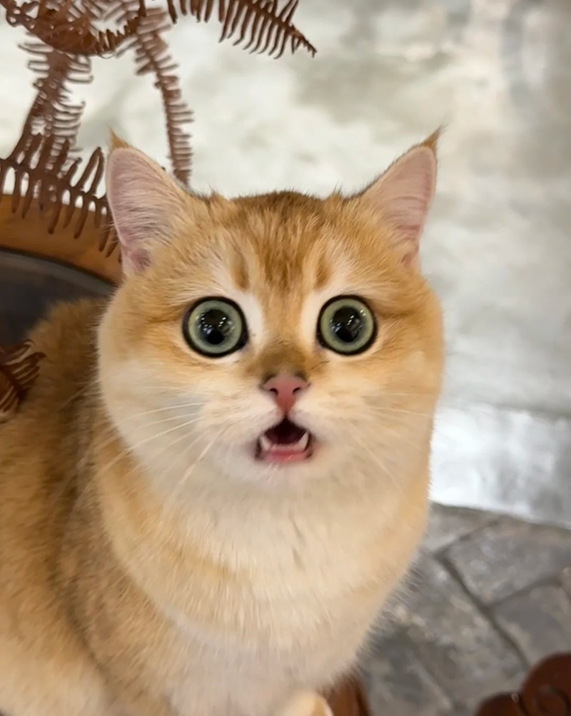 meme sốc 28