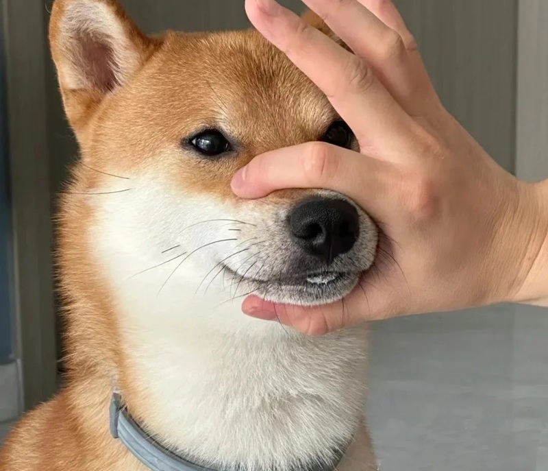 meme suỵt 2
