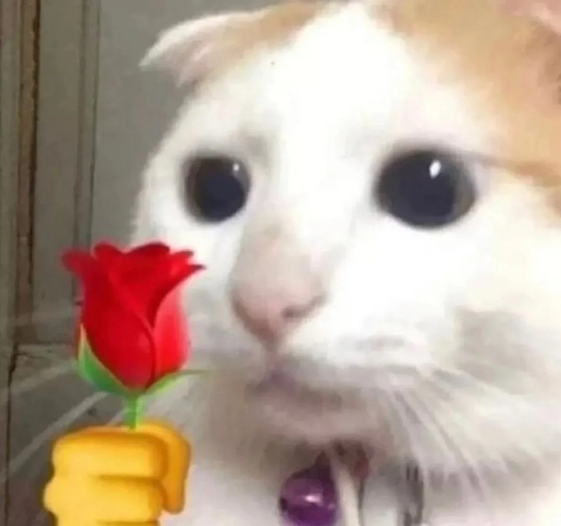 meme tặng hoa 23