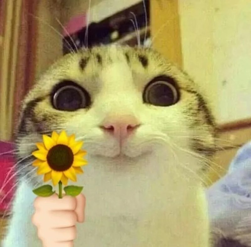 meme tặng hoa 24