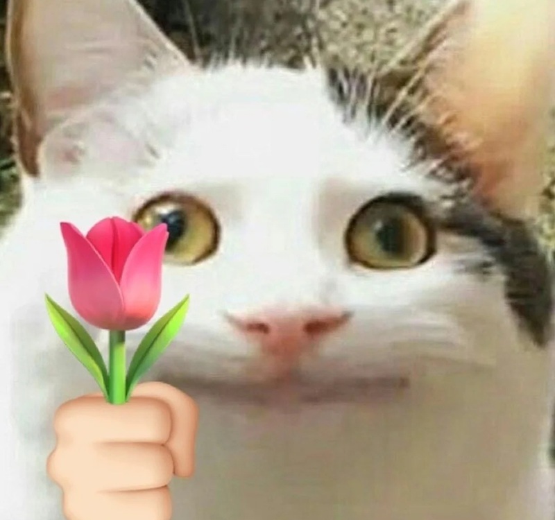 meme tặng hoa 25