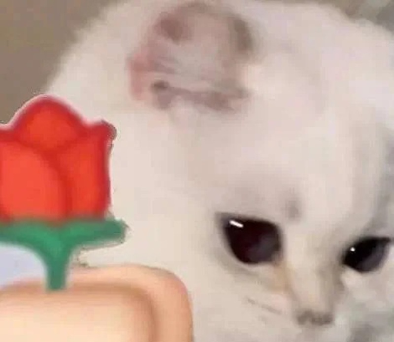 meme tặng hoa 29