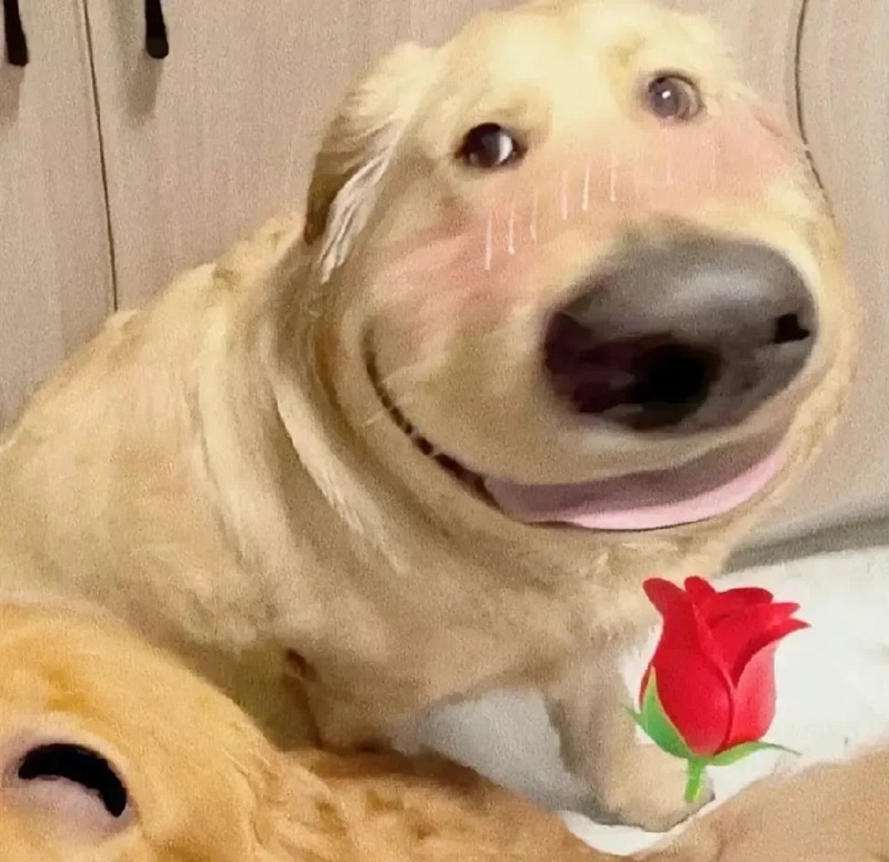 meme tặng hoa 34