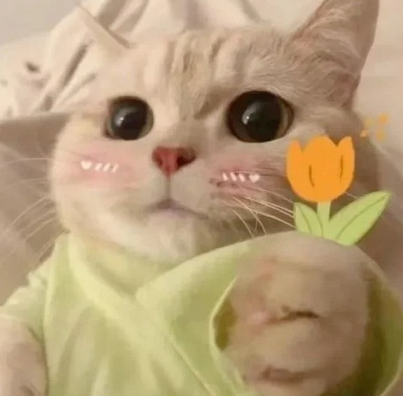 meme tặng hoa 37