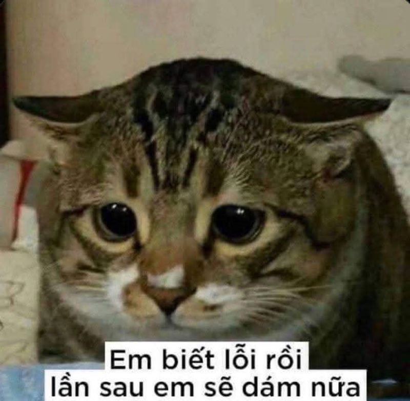 meme xin lỗi 2