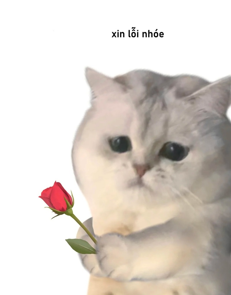 meme xin lỗi 23