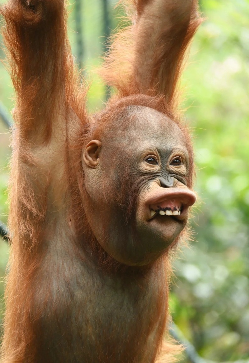 monkey meme 10