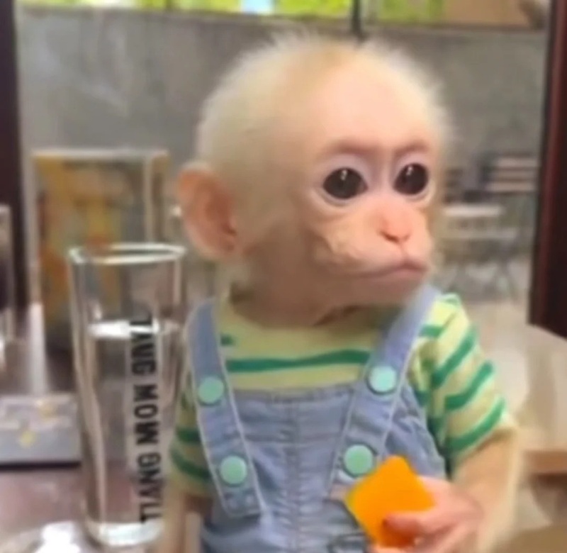 monkey meme 13