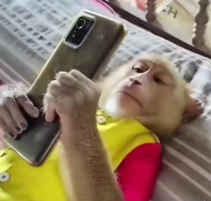 monkey meme 18
