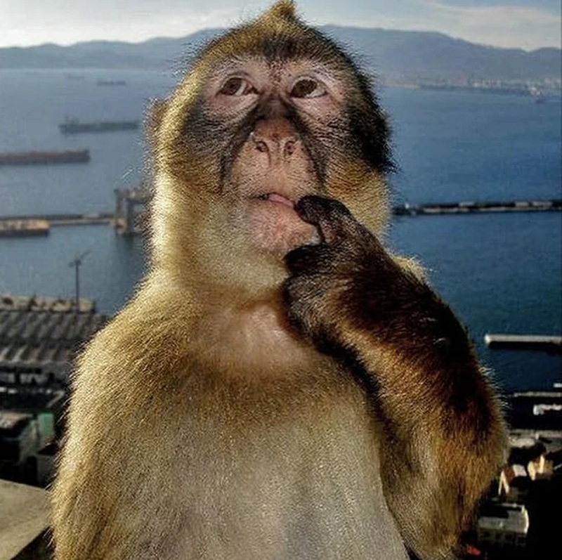 Monkey meme hài hước, viral nhất hiện nay