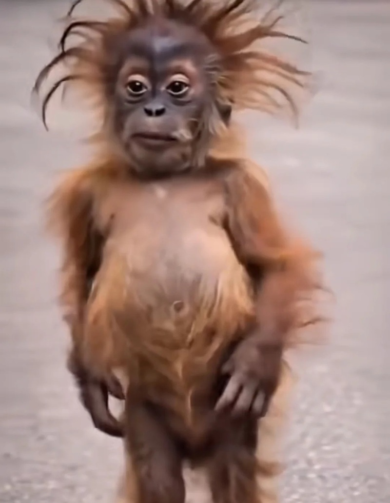 monkey meme 2