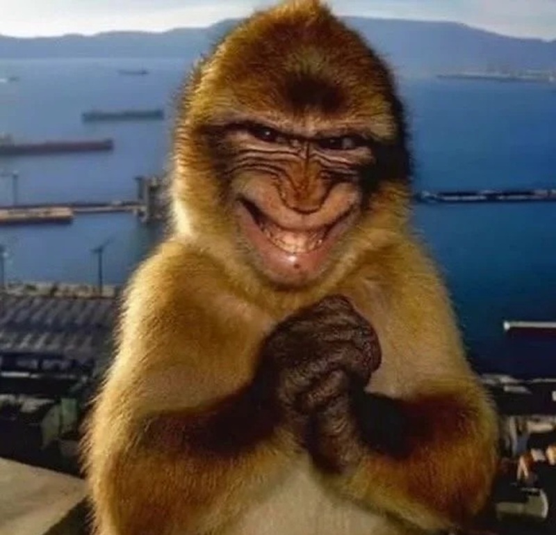 monkey meme 20
