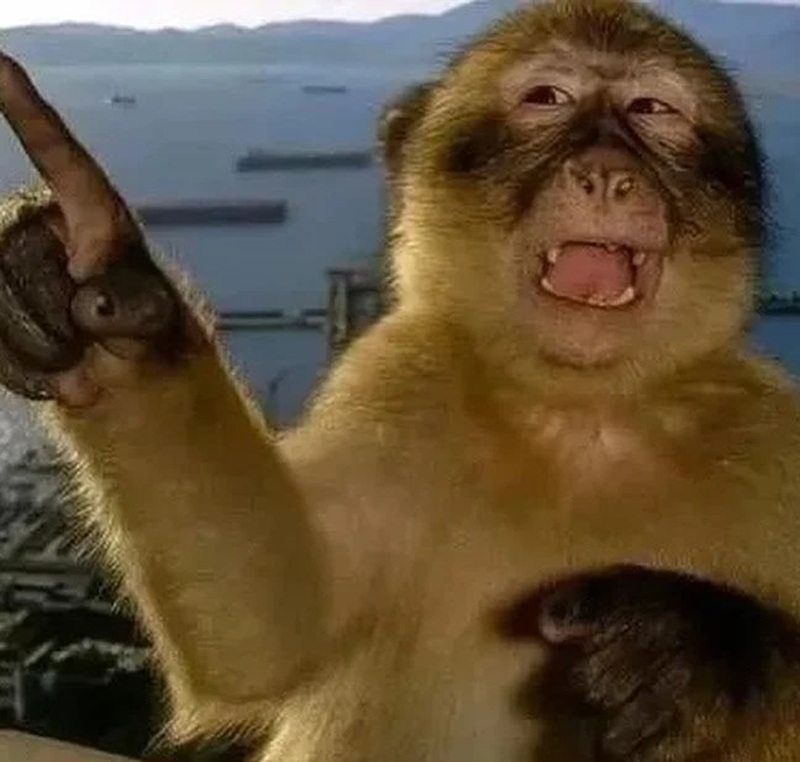 monkey meme 21