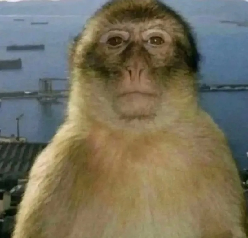 monkey meme 22