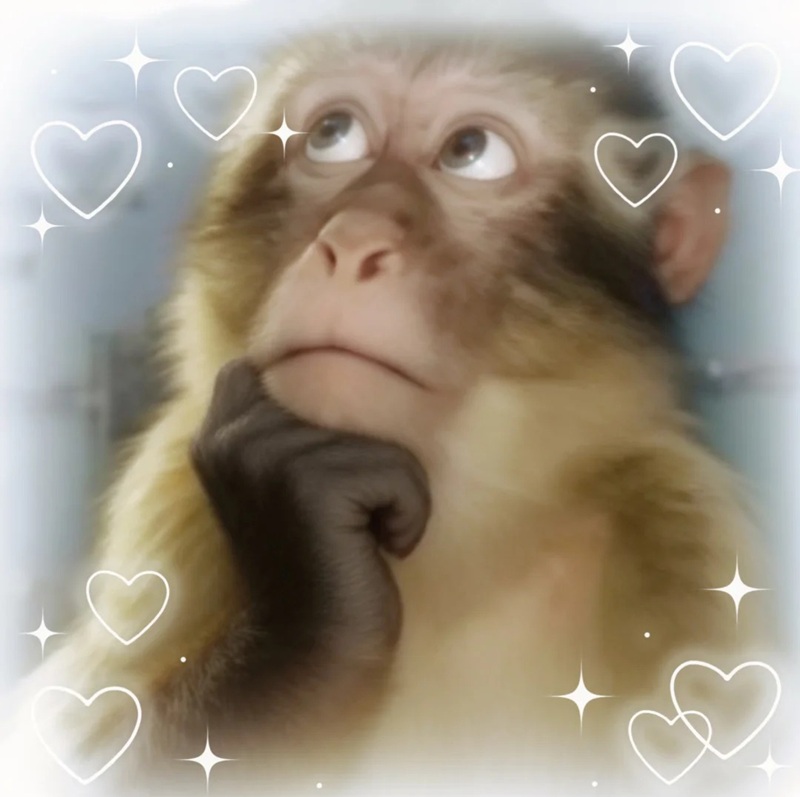 monkey meme 24
