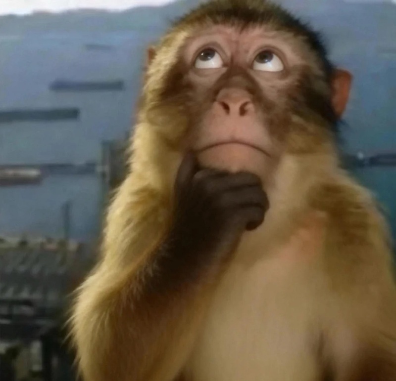 monkey meme 26