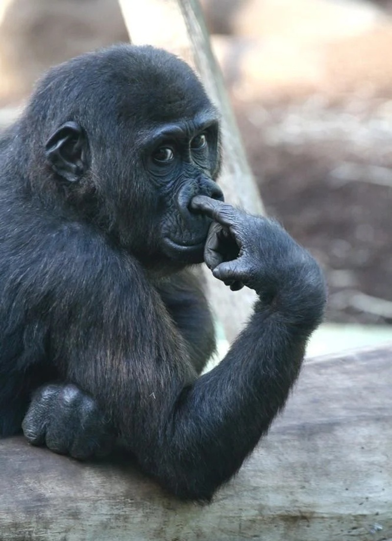monkey meme 27