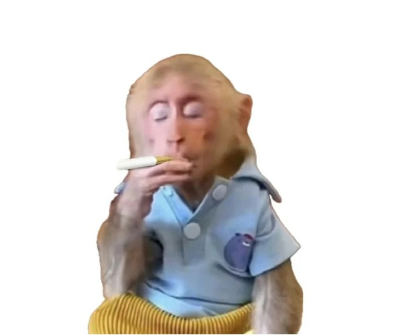 monkey meme 29