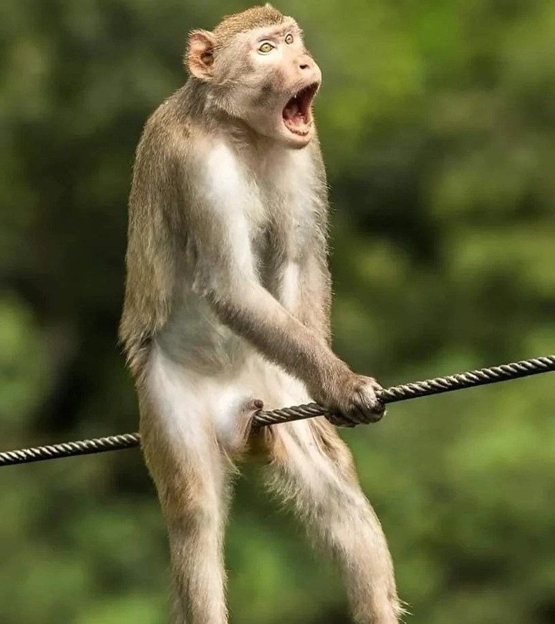 monkey meme 3