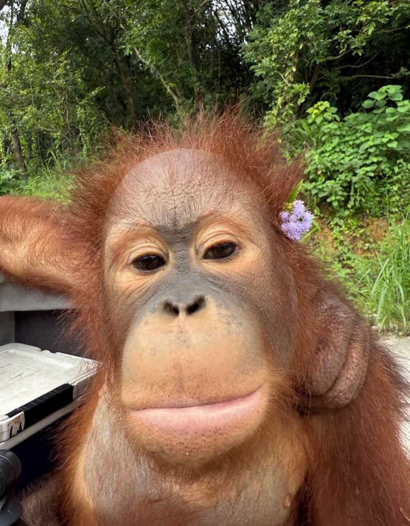 monkey meme 31