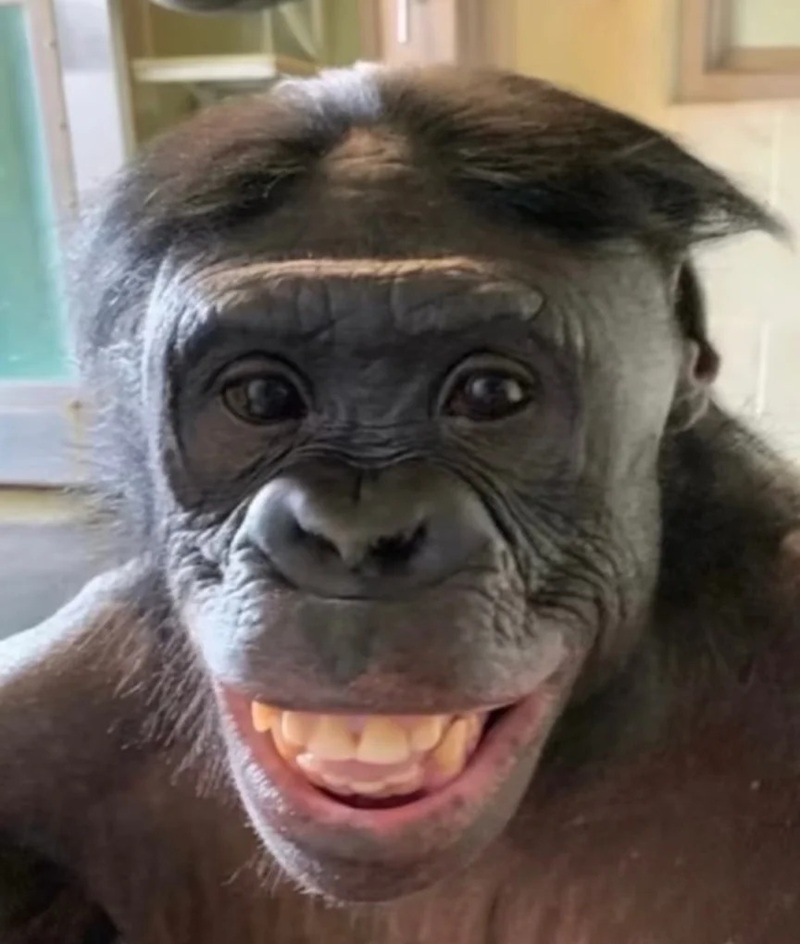 monkey meme 33