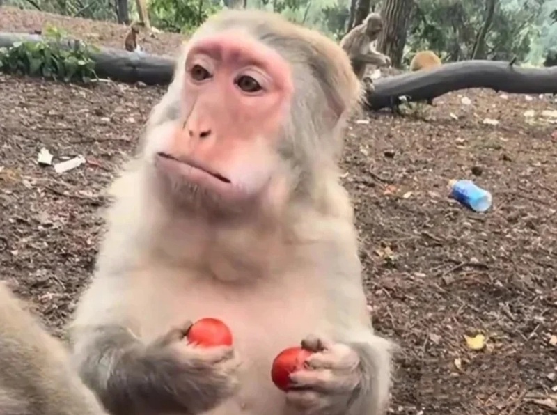 monkey meme 38