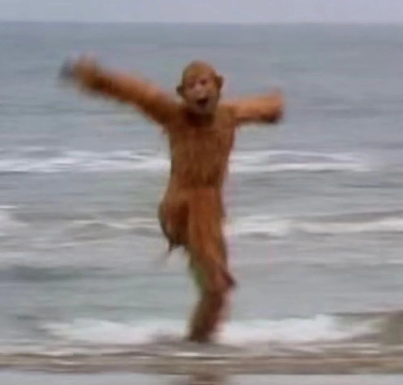 monkey meme 39