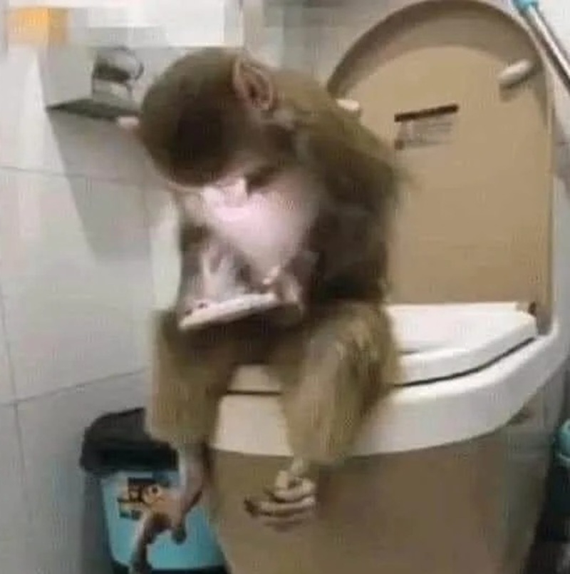 monkey meme 4