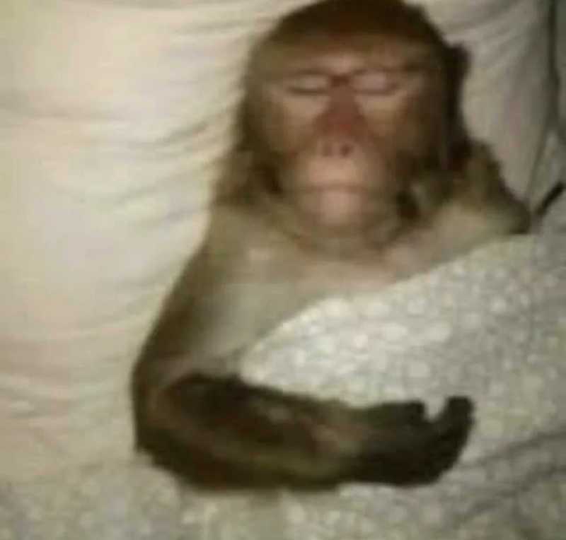 monkey meme 5