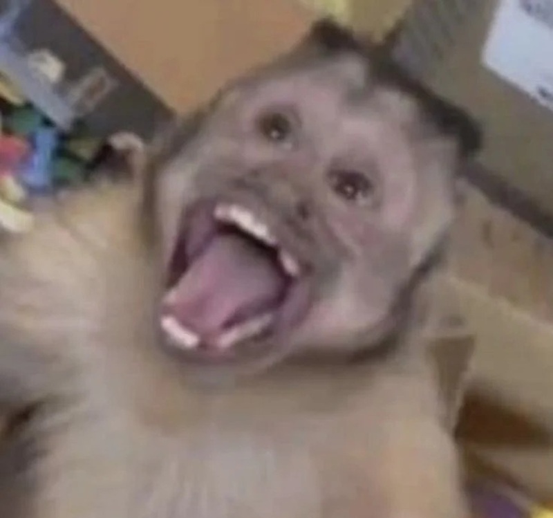 monkey meme 6