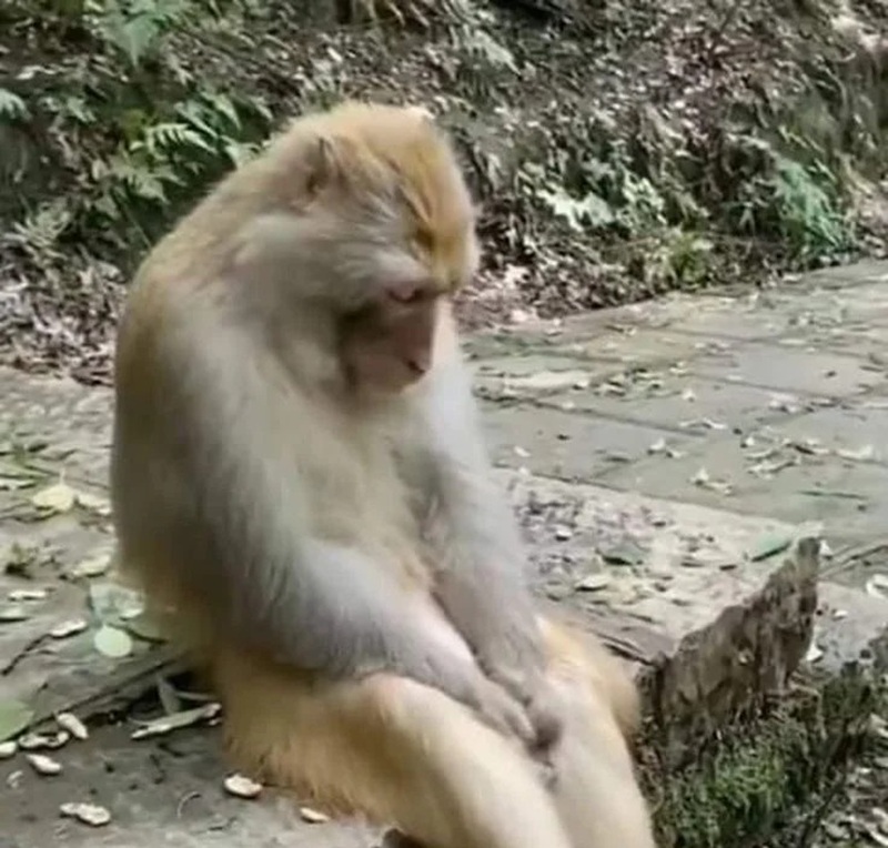 monkey meme 7
