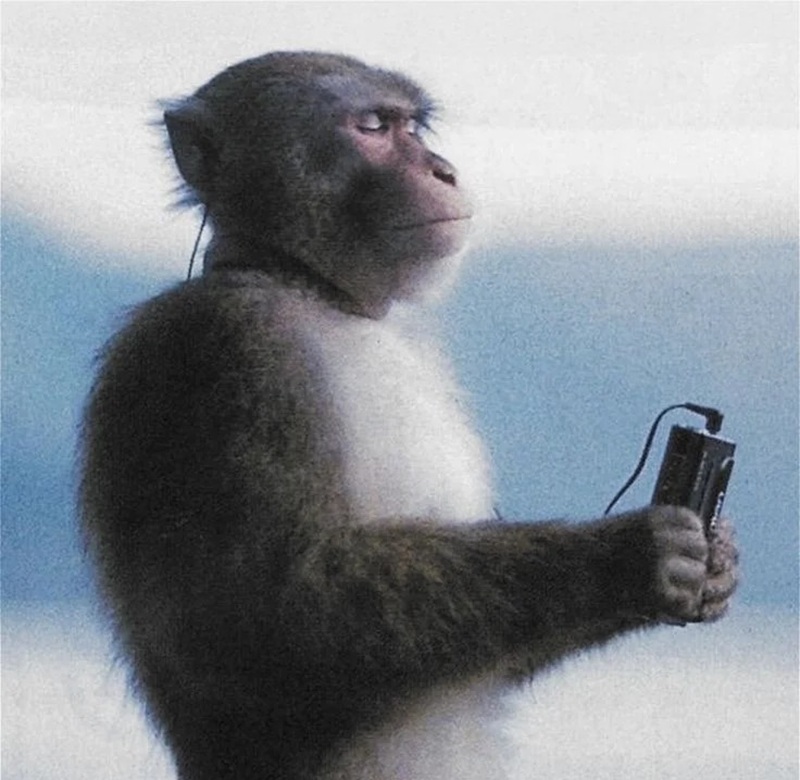monkey meme 8