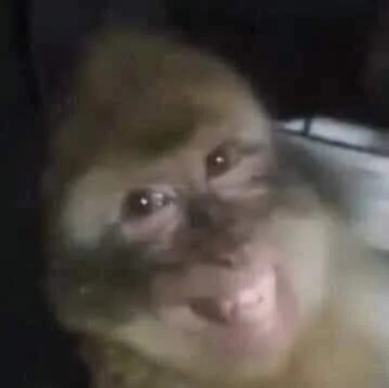monkey meme 9