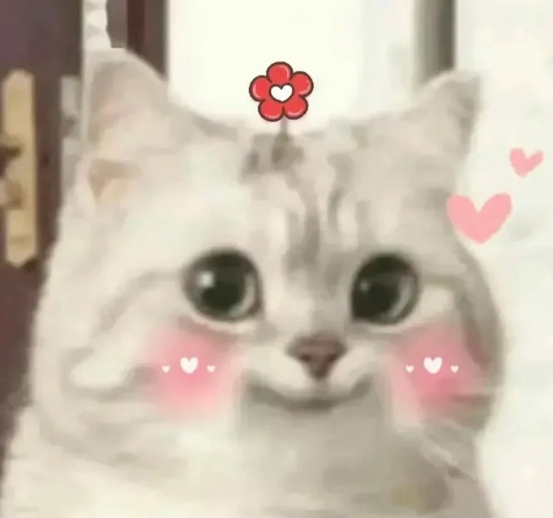 ngại meme 6