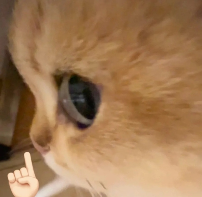nín meme 15