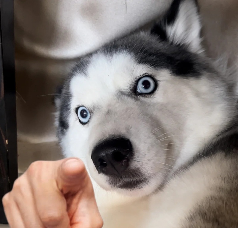pointing meme 30