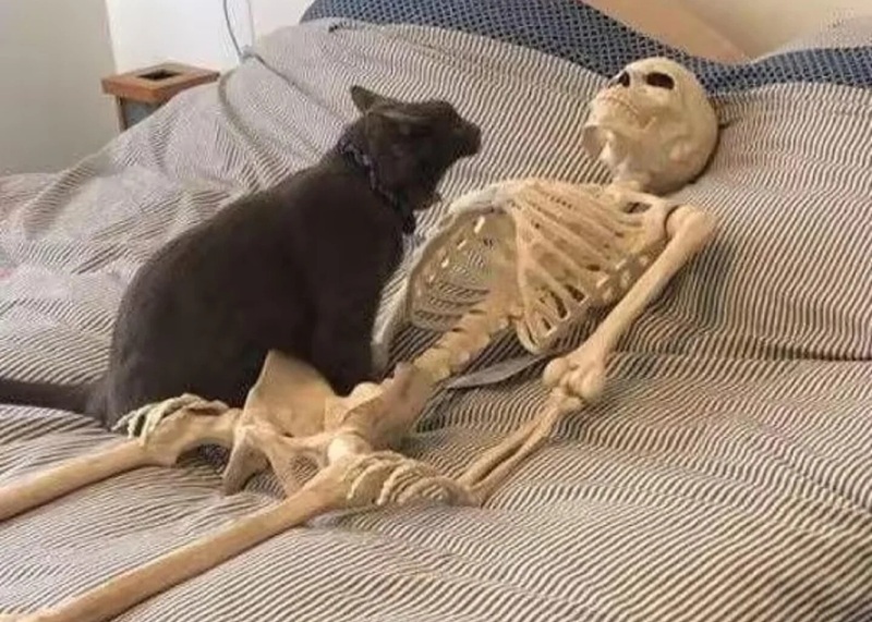 skeleton meme 1