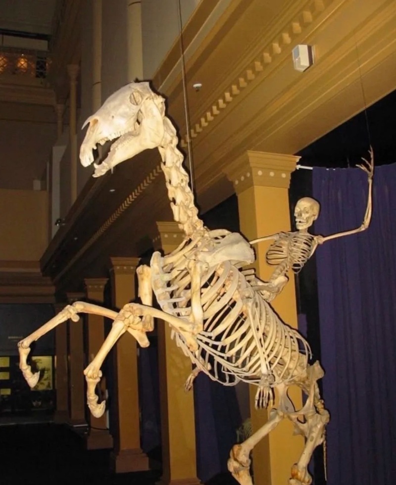skeleton meme 35