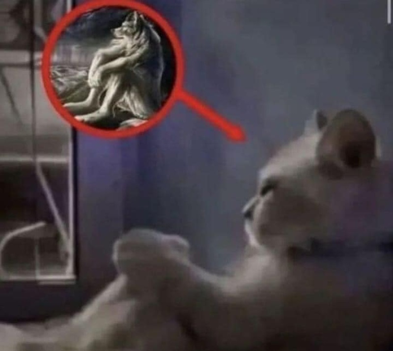 sói cô độc meme 5