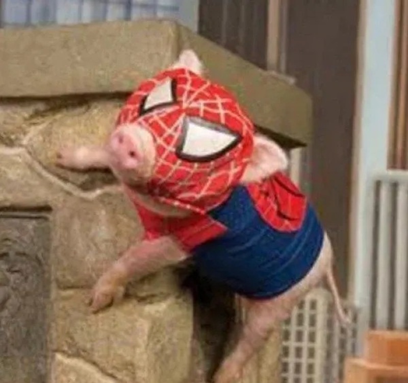 spider man meme 39