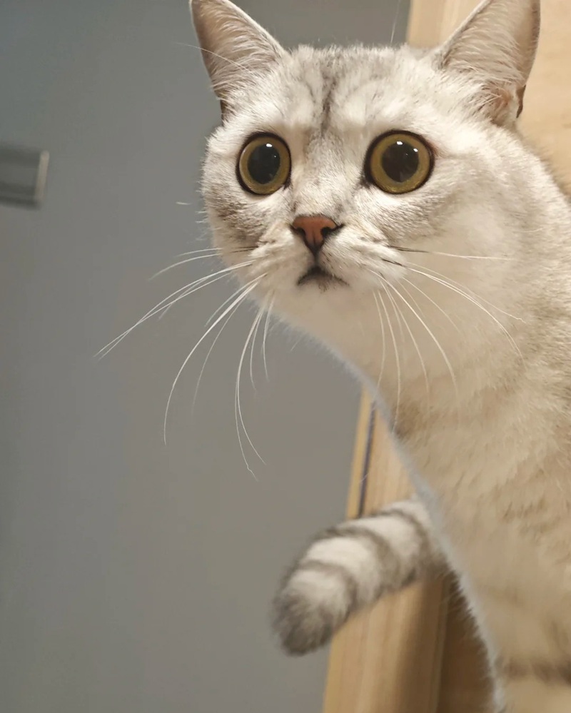 surprise meme 6