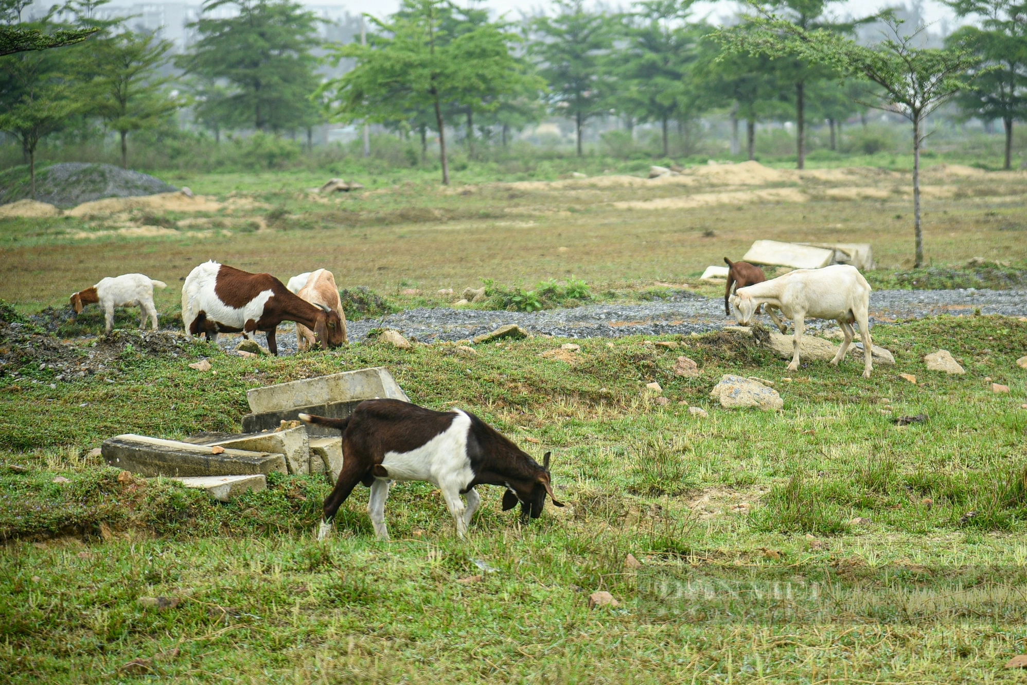 Dự án Nạo Vét Sông Cổ Cò Quảng Nam: Tiềm năng phát triển ven sông Cổ Cò